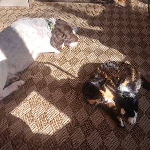 These are my companions during the day.